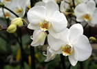Orquideas blancas silvestres.